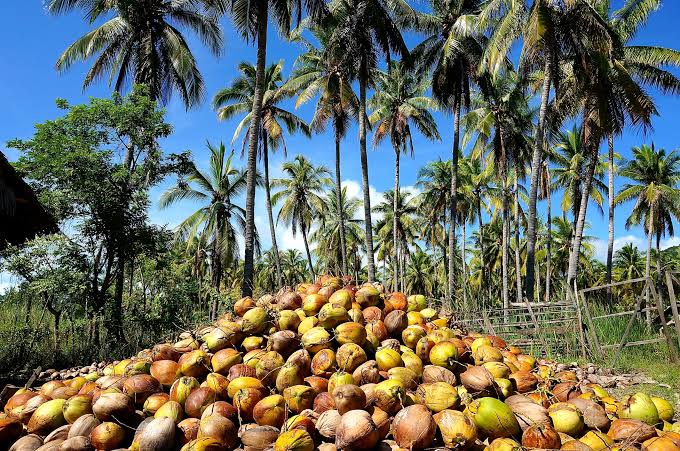 Premium Export Product