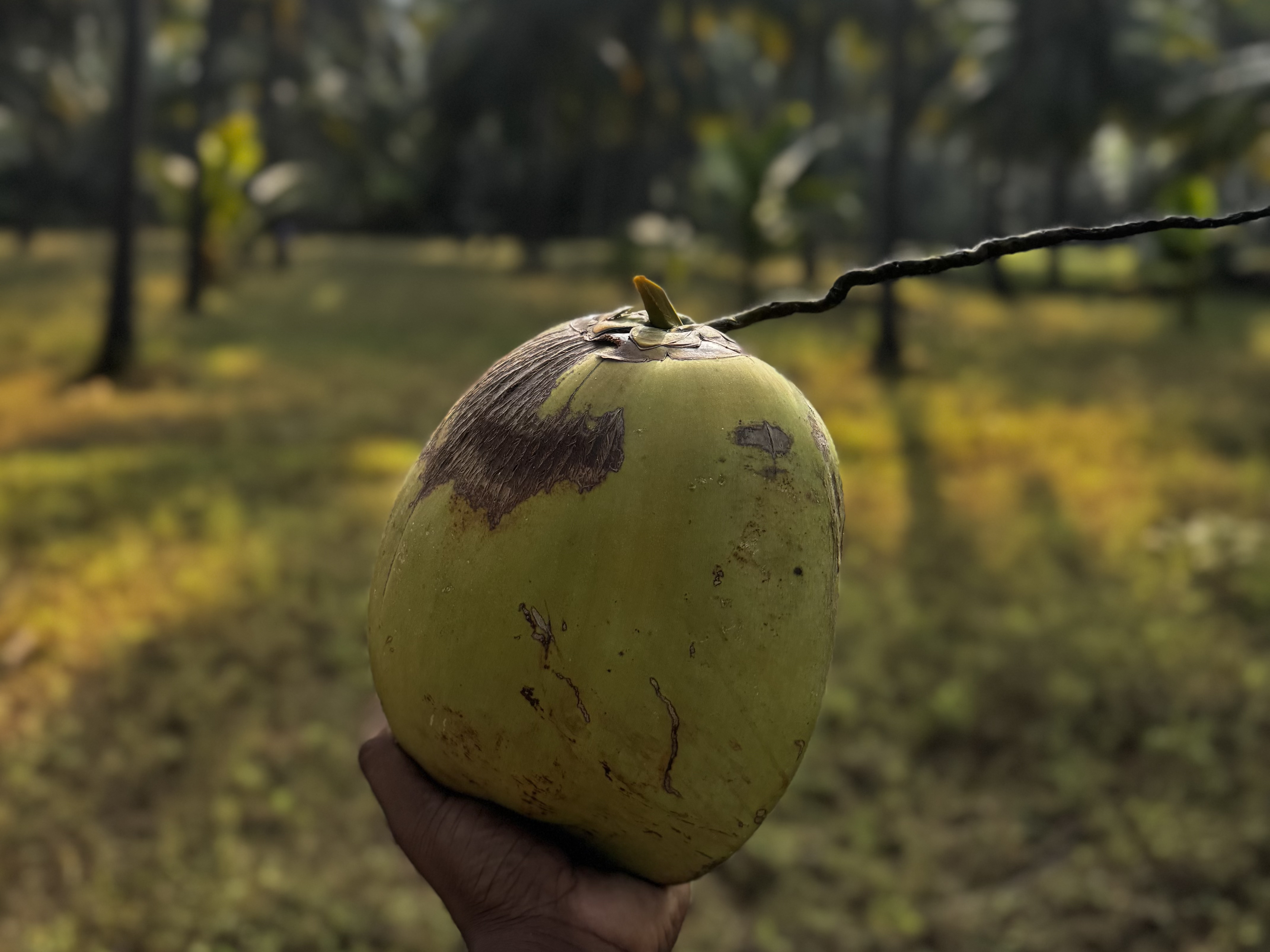 Agricultural Products Export